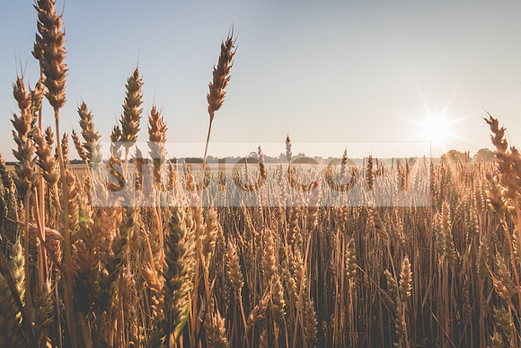 Alabama Wheat Field